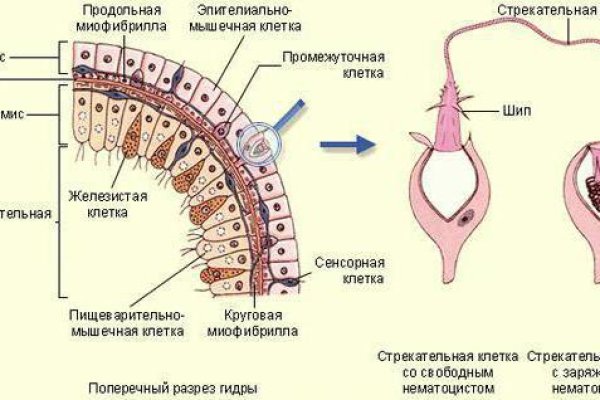 Омг омг ссылка телеграм